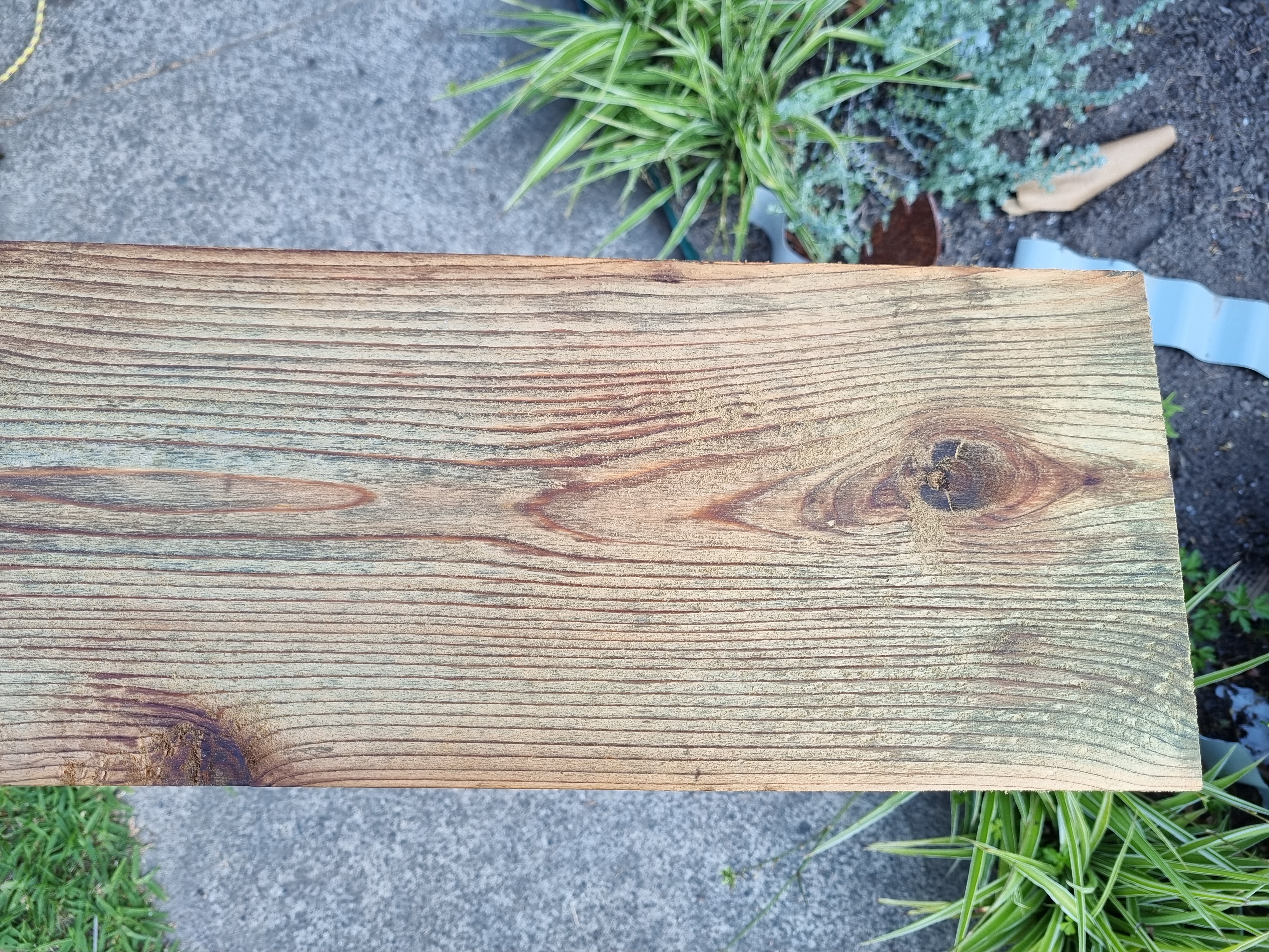 Small freak outs as the cedar turns green