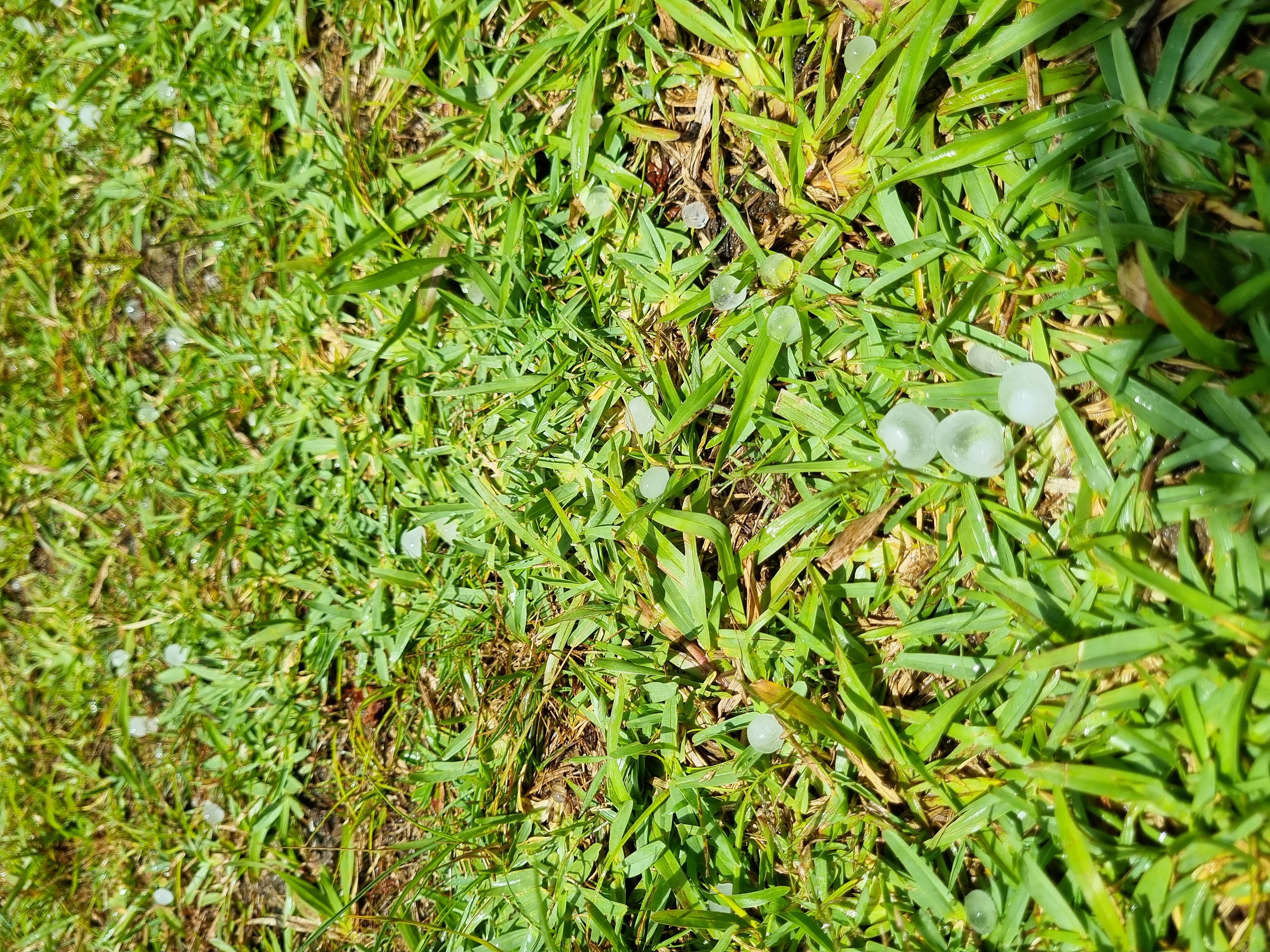 Hail in summer