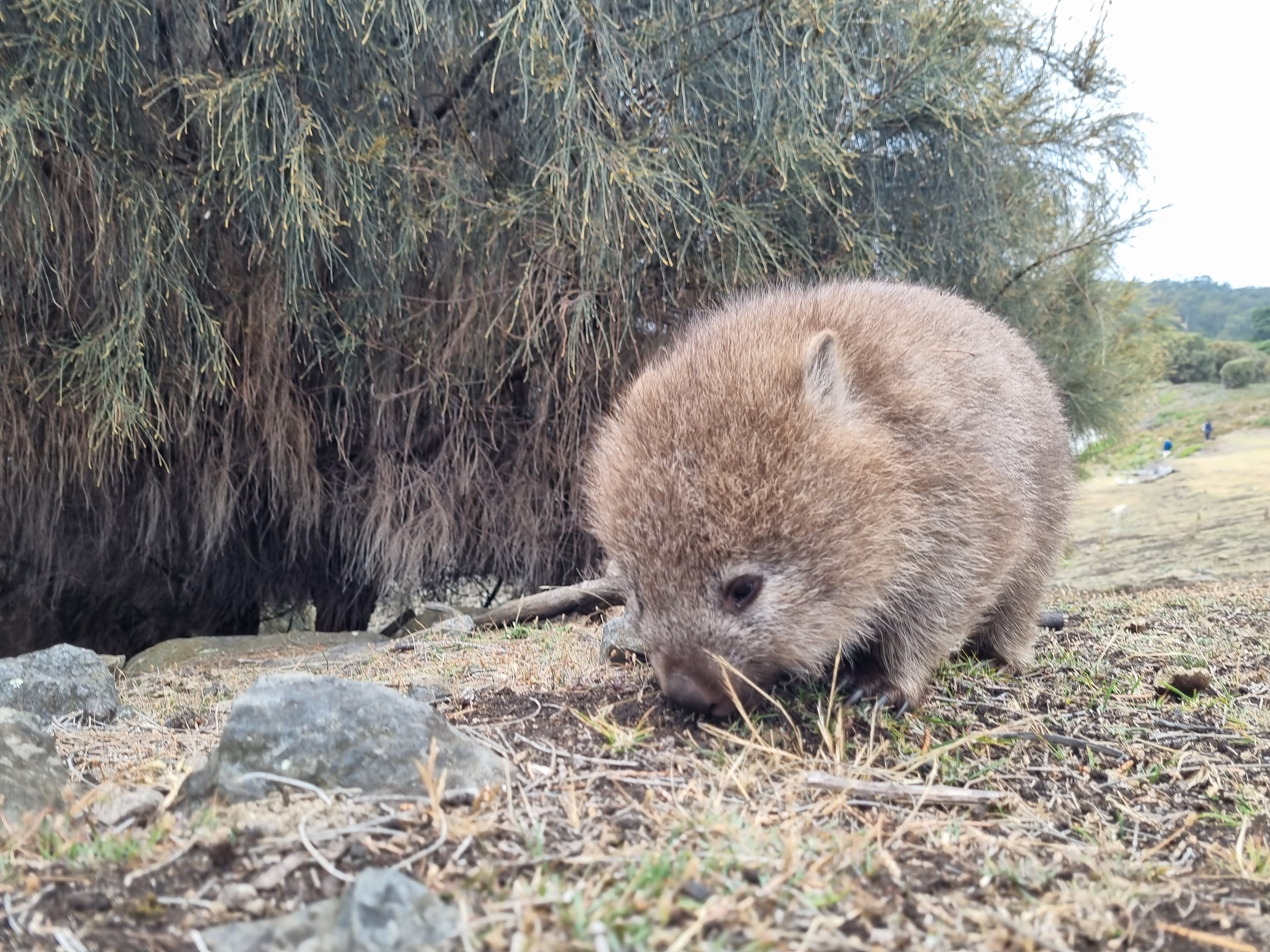 Cute Maria Island wombat