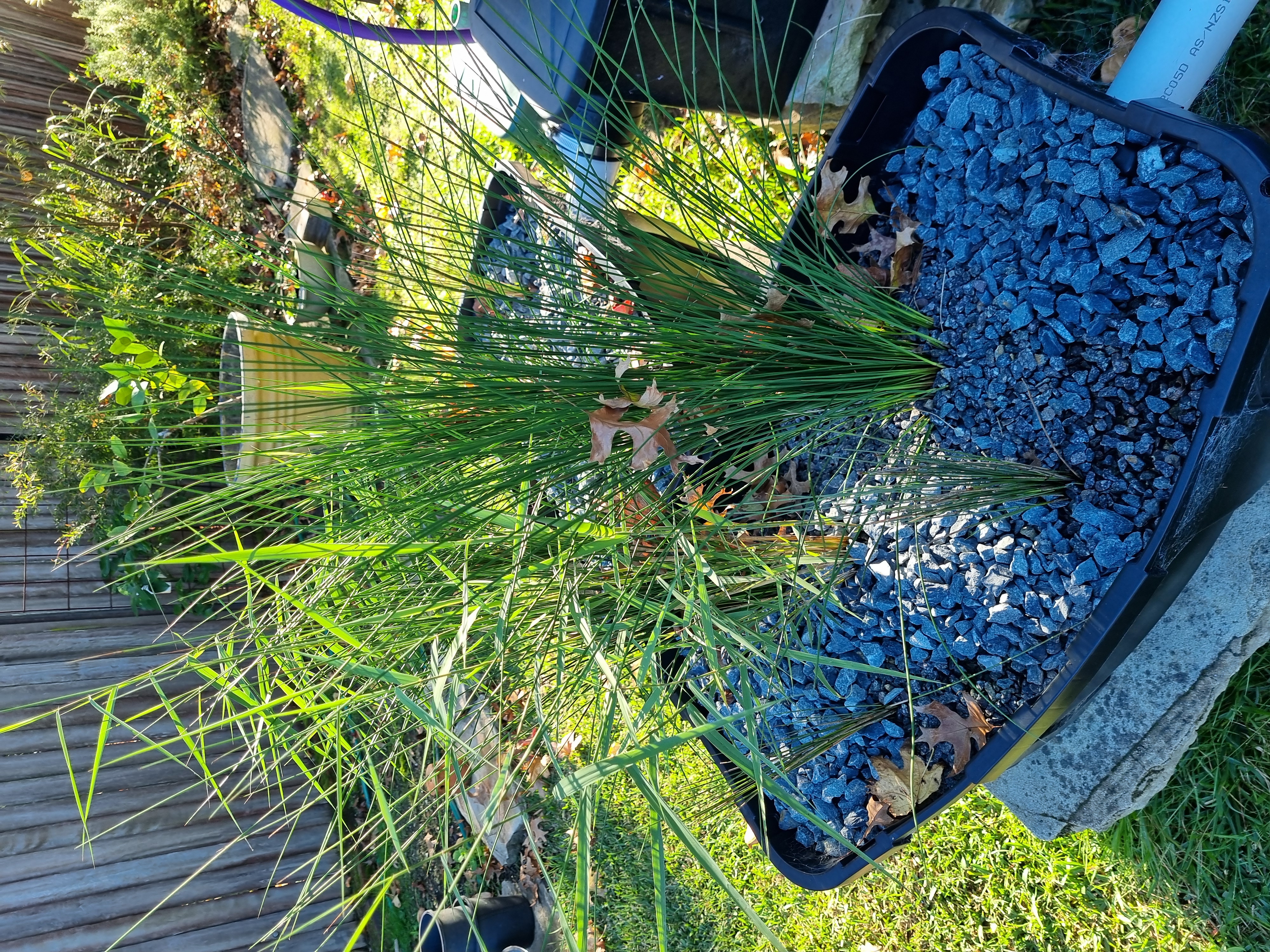 Our reed bed system